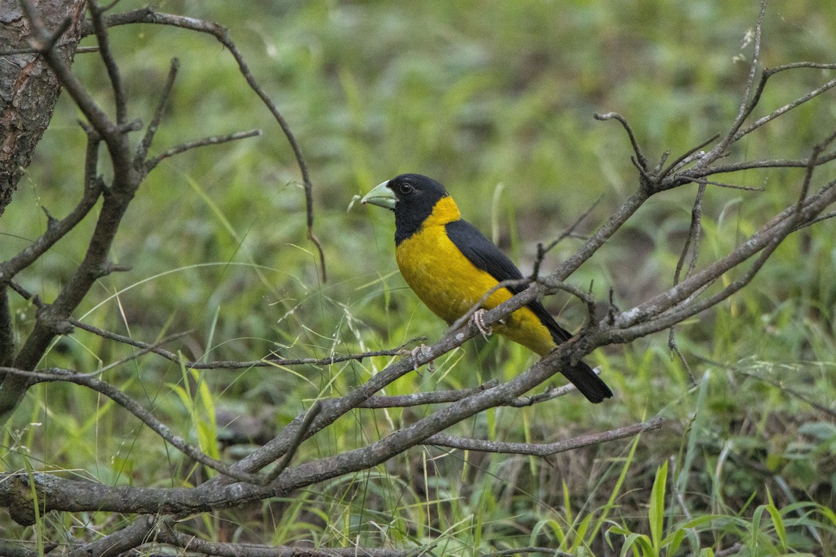 Black-and-yellow Grosbeak - ML628706971