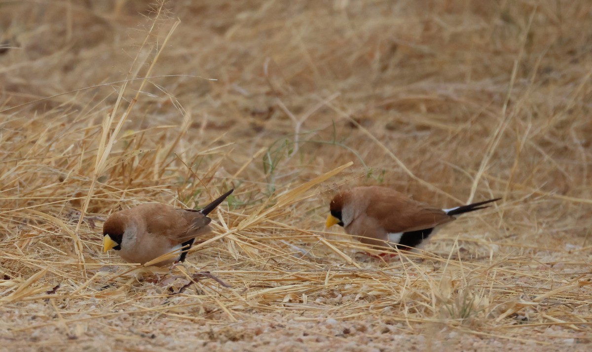 Masked Finch - ML628707031