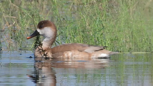 Red-crested Pochard - ML628707033