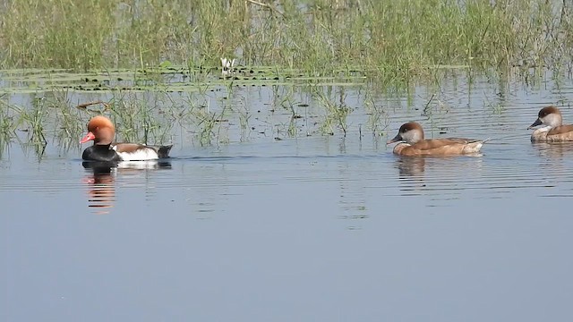 Red-crested Pochard - ML628707036