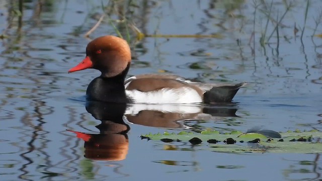 Red-crested Pochard - ML628707086