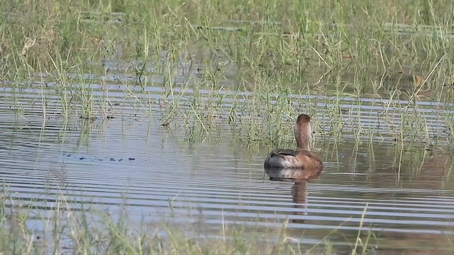 Red-crested Pochard - ML628707097