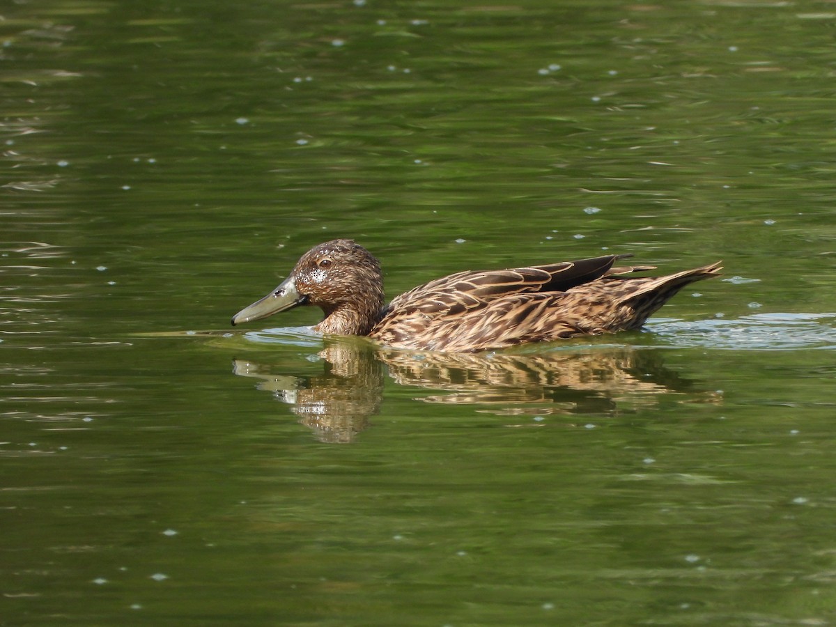 Meller's Duck - ML628707113