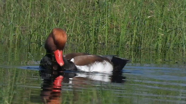 Red-crested Pochard - ML628707114
