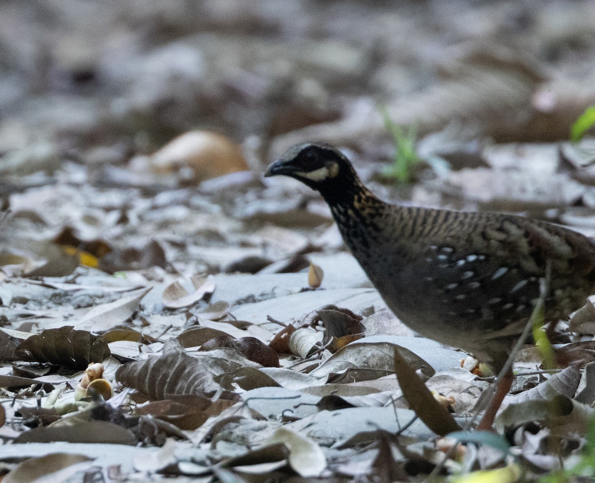 White-cheeked Partridge - ML628707129