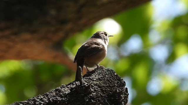 Southern House Wren - ML628707387