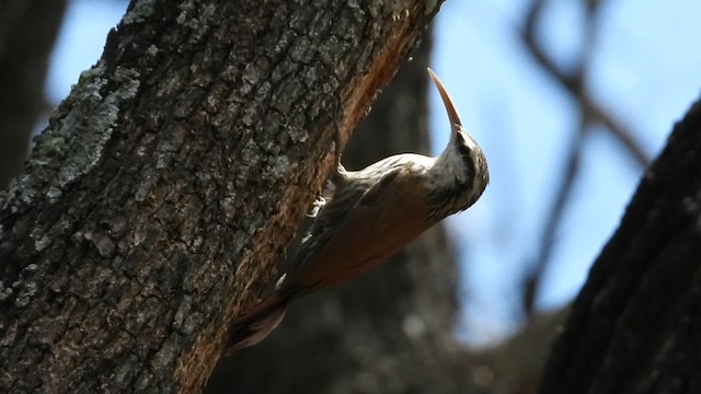Narrow-billed Woodcreeper - ML628707431