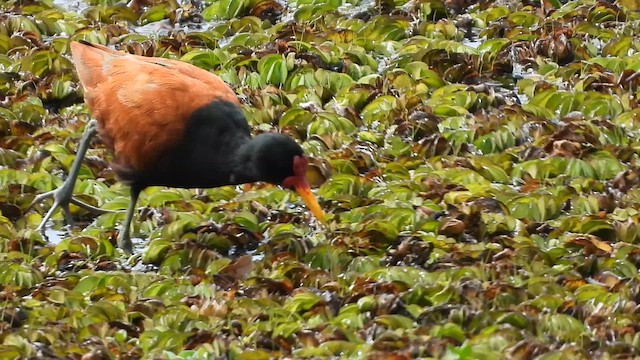 Wattled Jacana - ML628707452