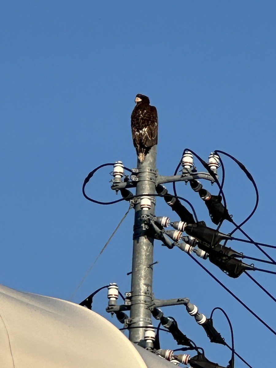 Steller's Sea-Eagle - ML628707464