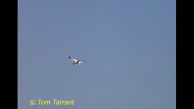 Avustralya Gülen Sumrusu - ML628707587