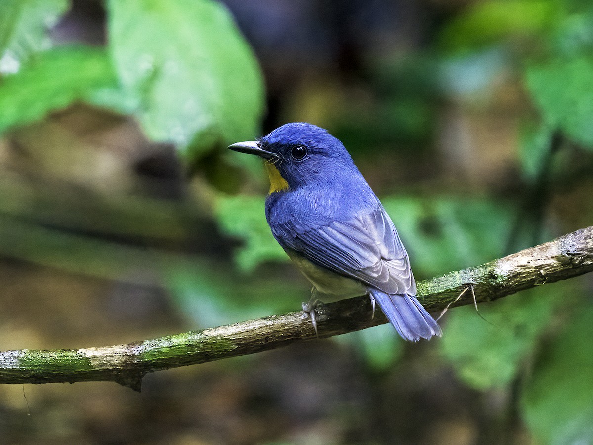 Large Blue Flycatcher - ML628707696