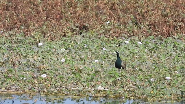 Bronze-winged Jacana - ML628707840