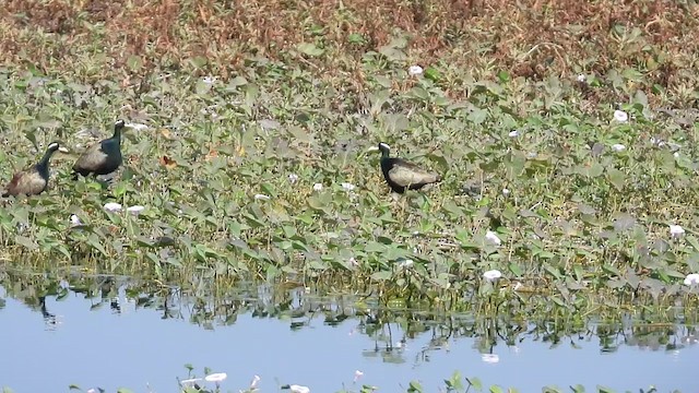 Bronze-winged Jacana - ML628707844