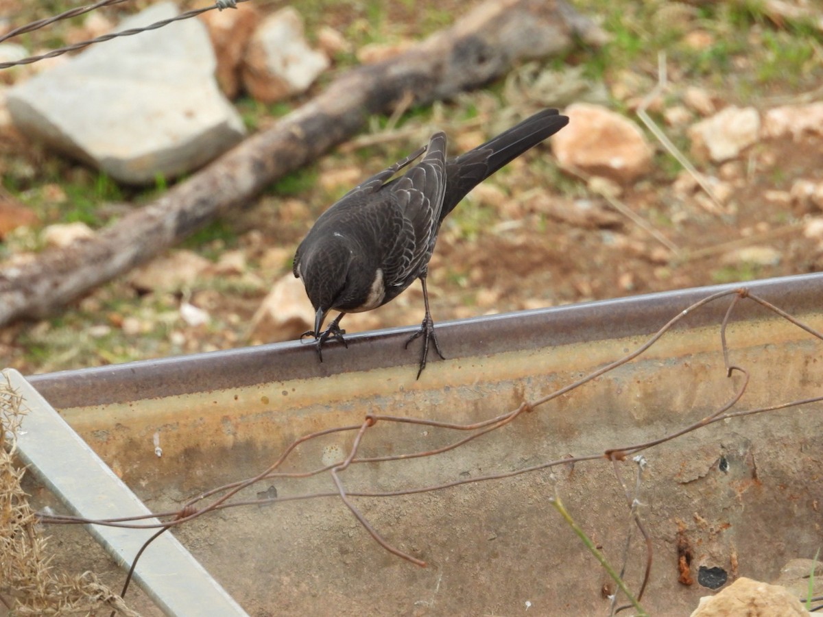 Ring Ouzel - Tim Collins