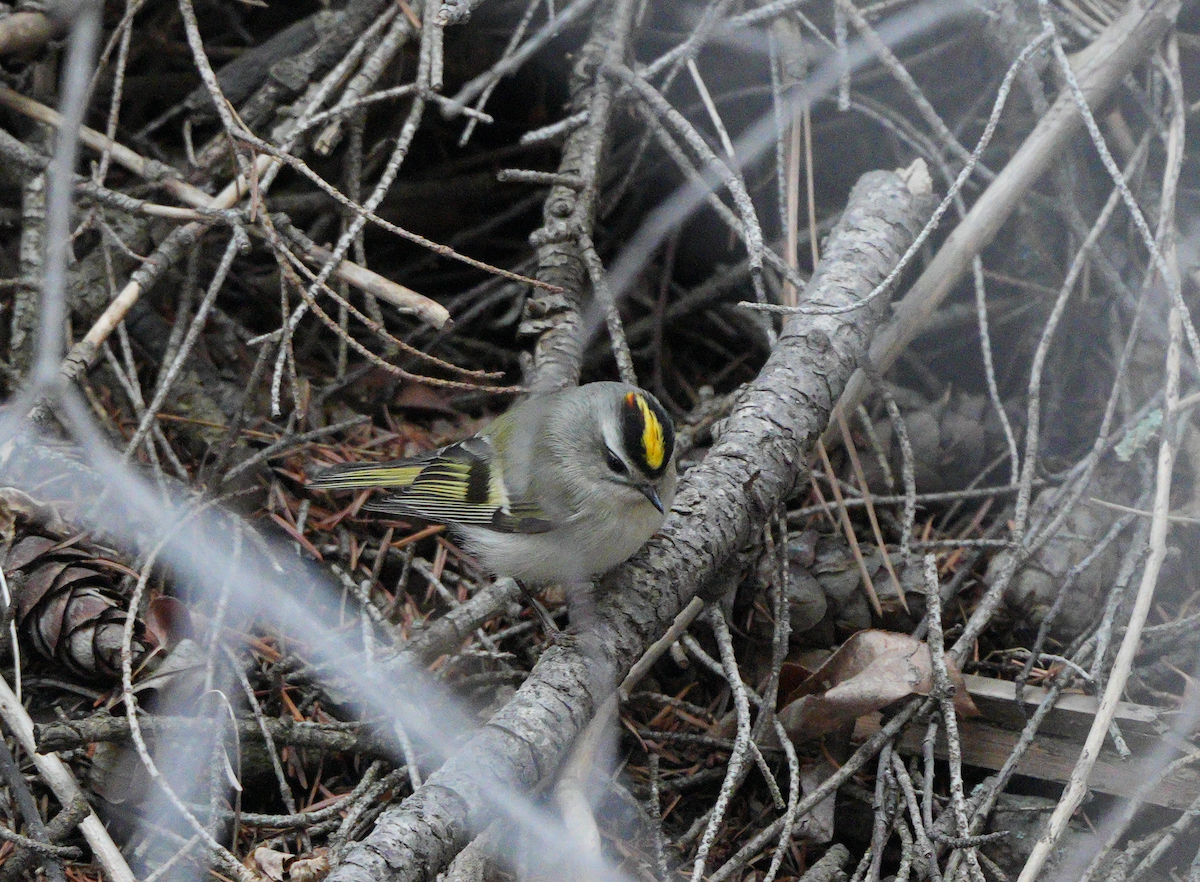 Golden-crowned Kinglet - ML628707958