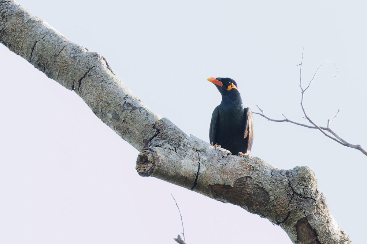 Common Hill Myna - ML628708371