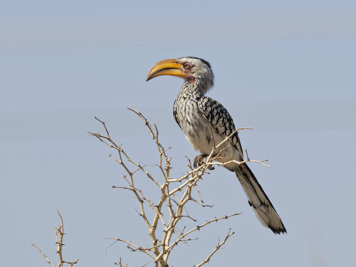 Southern Yellow-billed Hornbill - Oleg Chernyshov