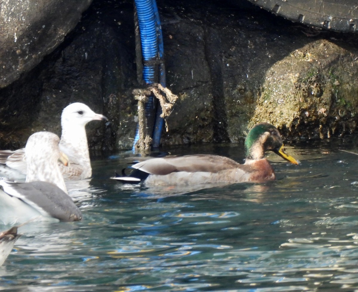 Mallard x Eastern Spot-billed Duck (hybrid) - ML628708672