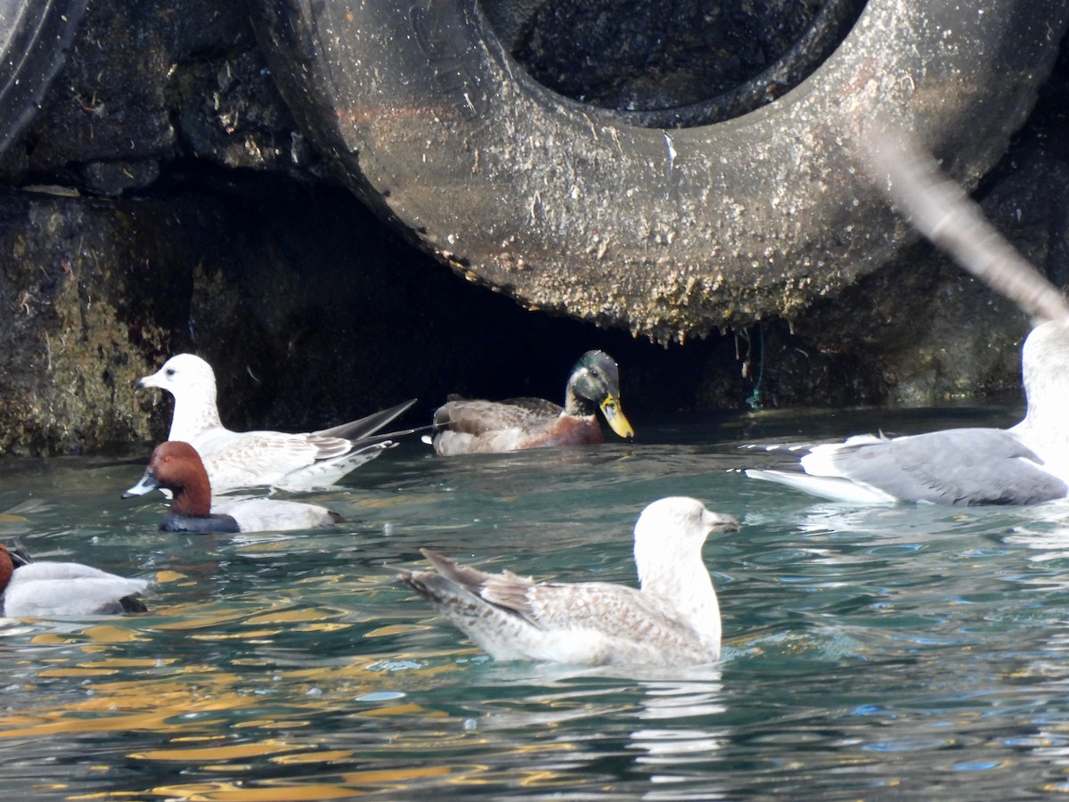 Mallard x Eastern Spot-billed Duck (hybrid) - ML628708673