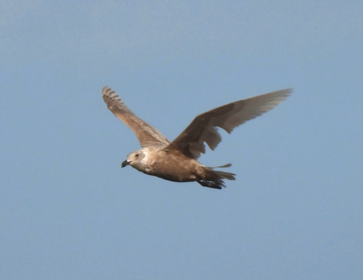 Glaucous-winged Gull - ML628708678