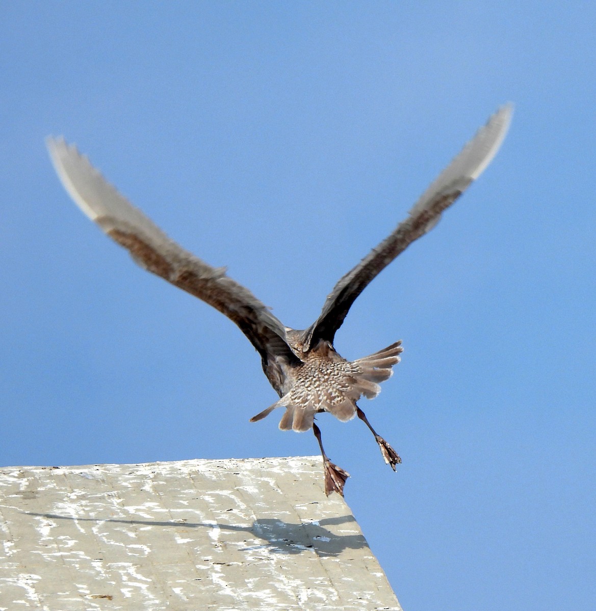 Glaucous-winged Gull - ML628708679