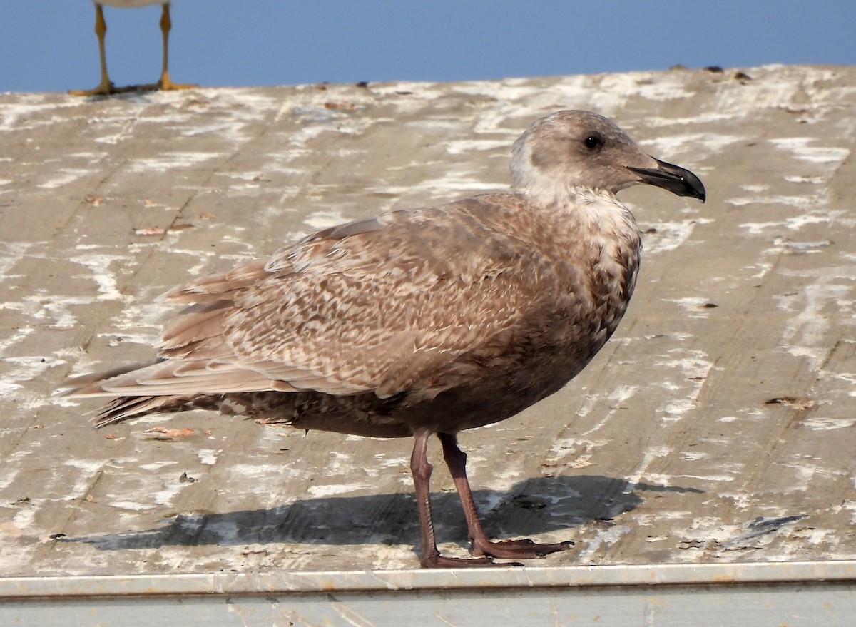 Glaucous-winged Gull - ML628708680