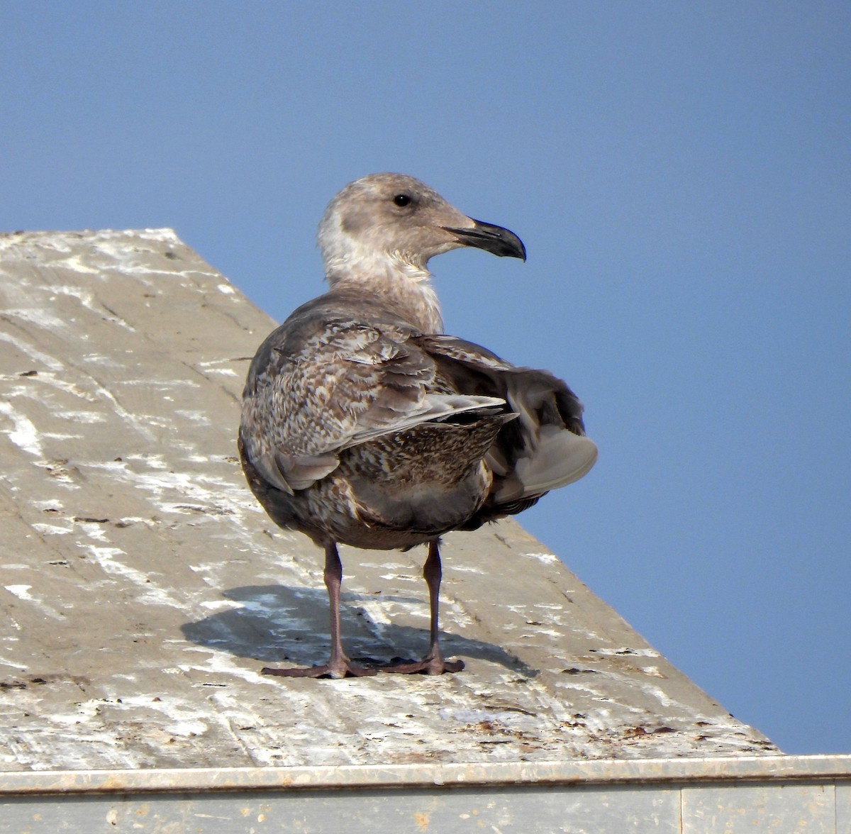 Glaucous-winged Gull - ML628708681