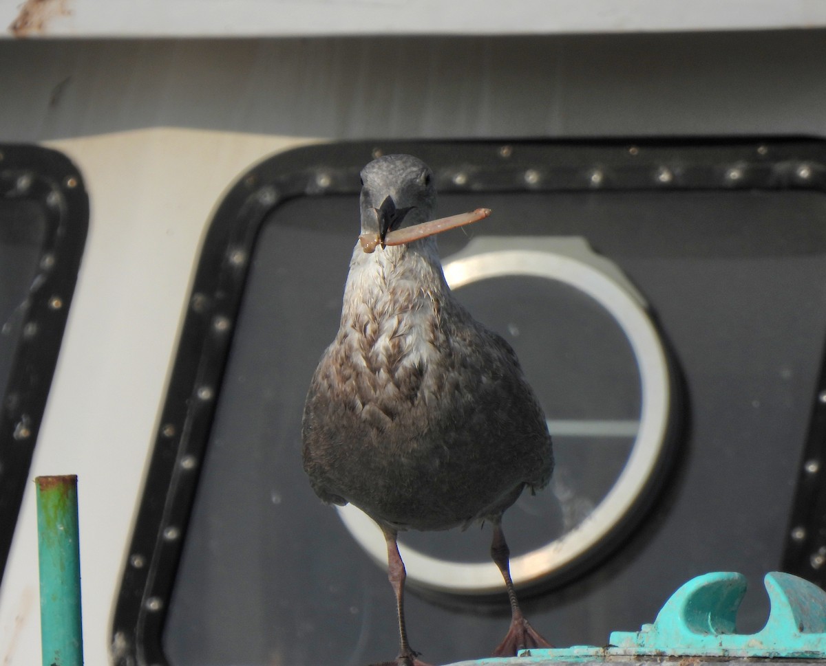 Glaucous-winged Gull - ML628708682