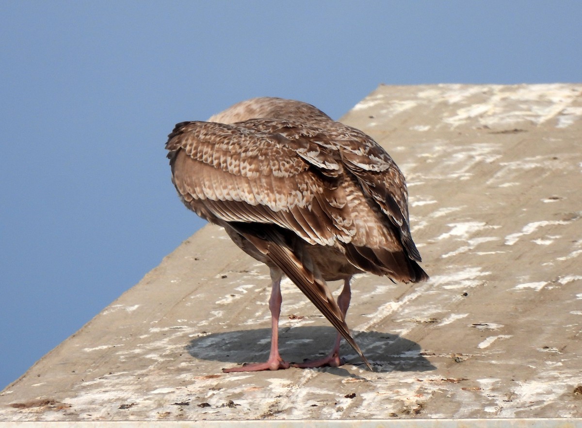 Glaucous-winged Gull - ML628708683