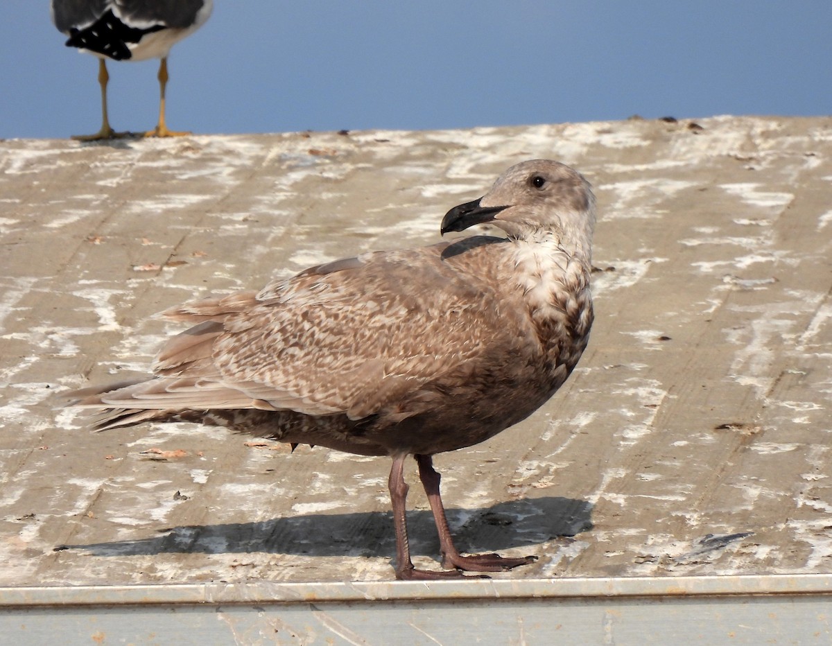 Glaucous-winged Gull - ML628708684