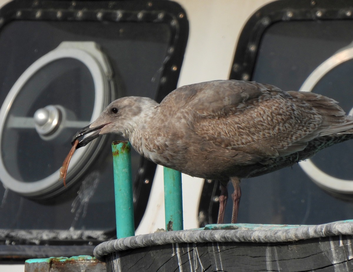 Glaucous-winged Gull - ML628708685