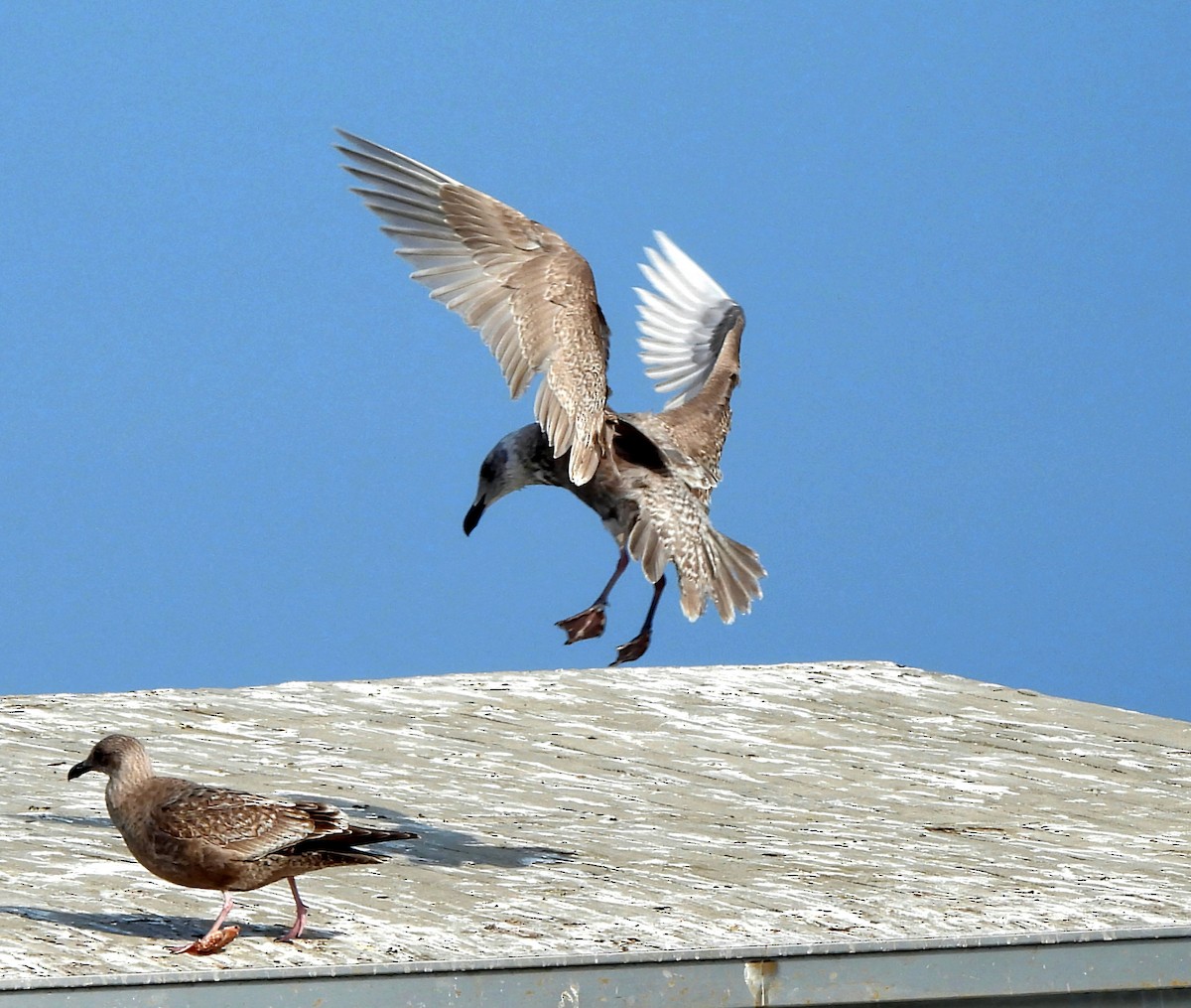 Glaucous-winged Gull - ML628708686