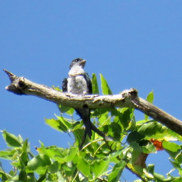 Gray-rumped Treeswift - ML628708724