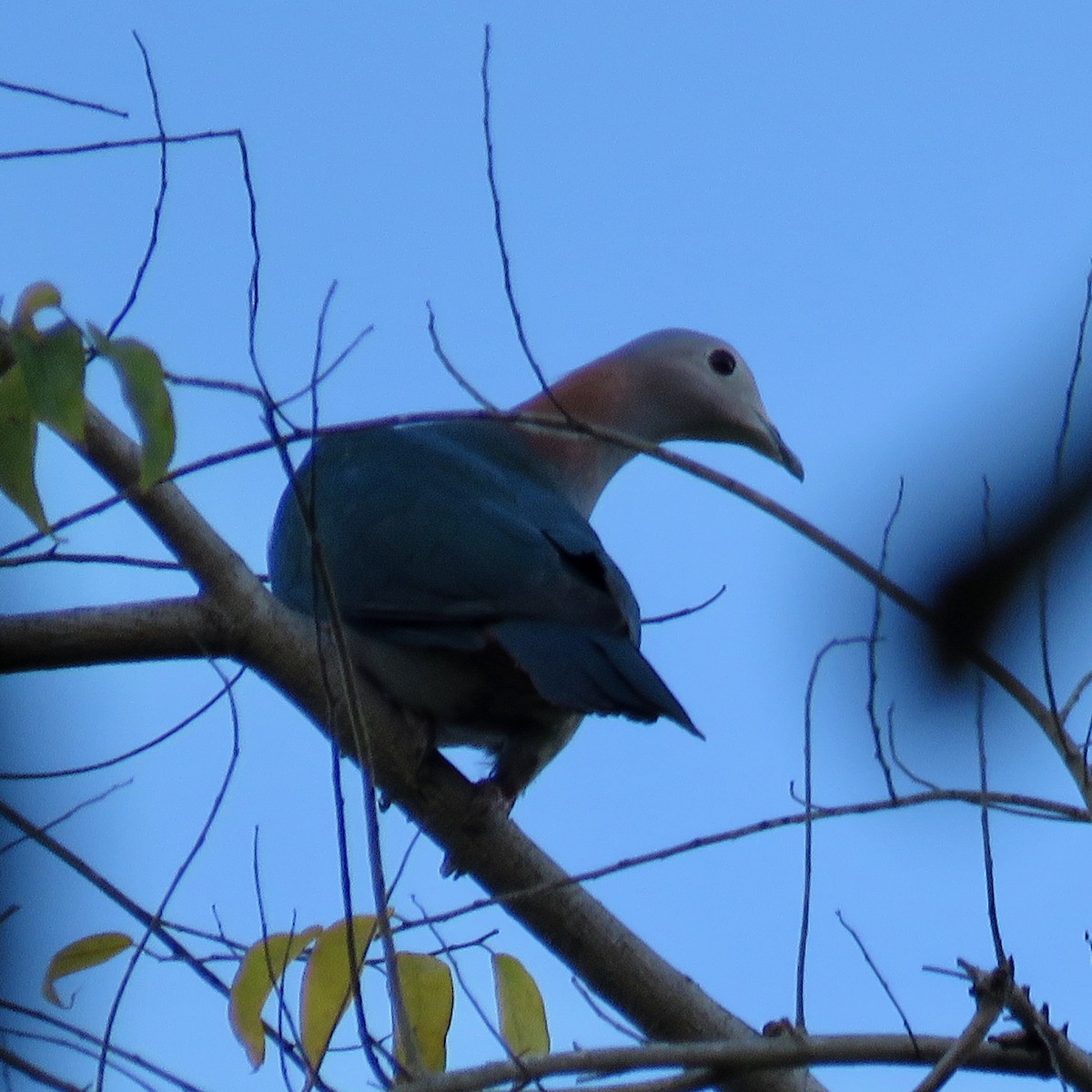 Green Imperial-Pigeon - ML628708726
