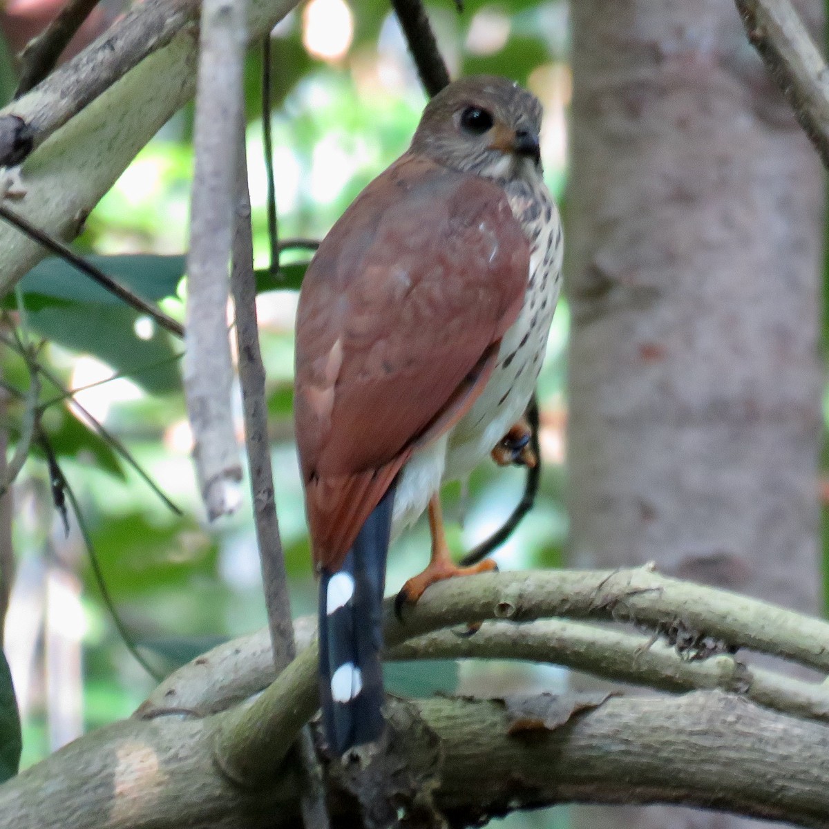 Spot-tailed Goshawk - ML628708755