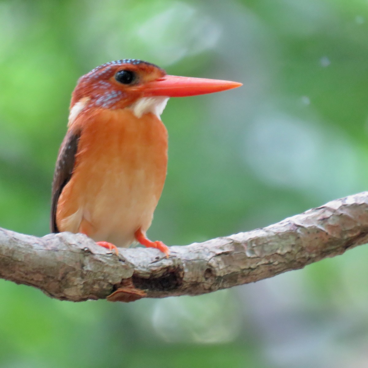Sulawesi Dwarf-Kingfisher - ML628708764