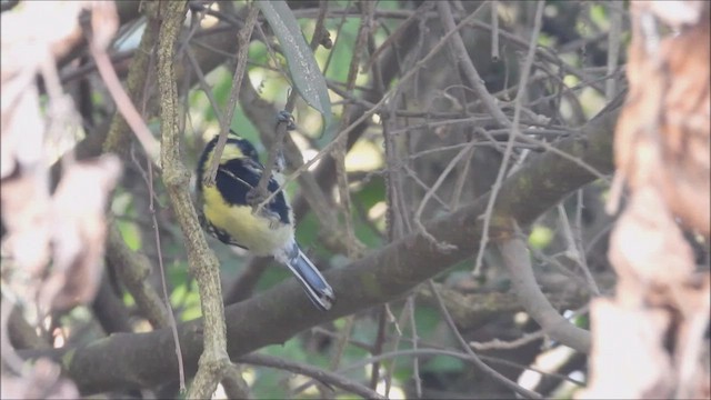 Indian Yellow Tit - ML628708954