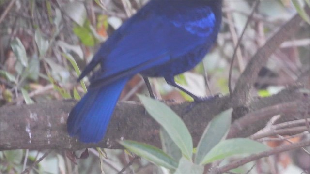 Malabar Whistling-Thrush - ML628709139