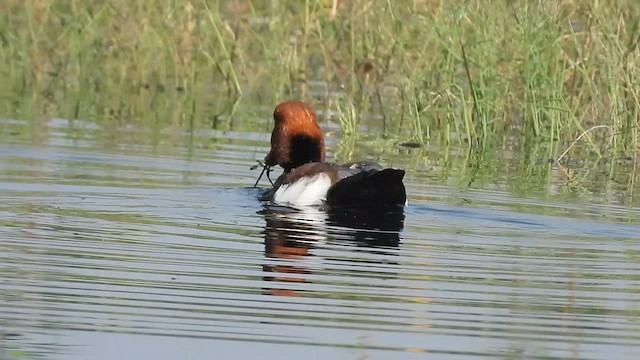 Red-crested Pochard - ML628709564