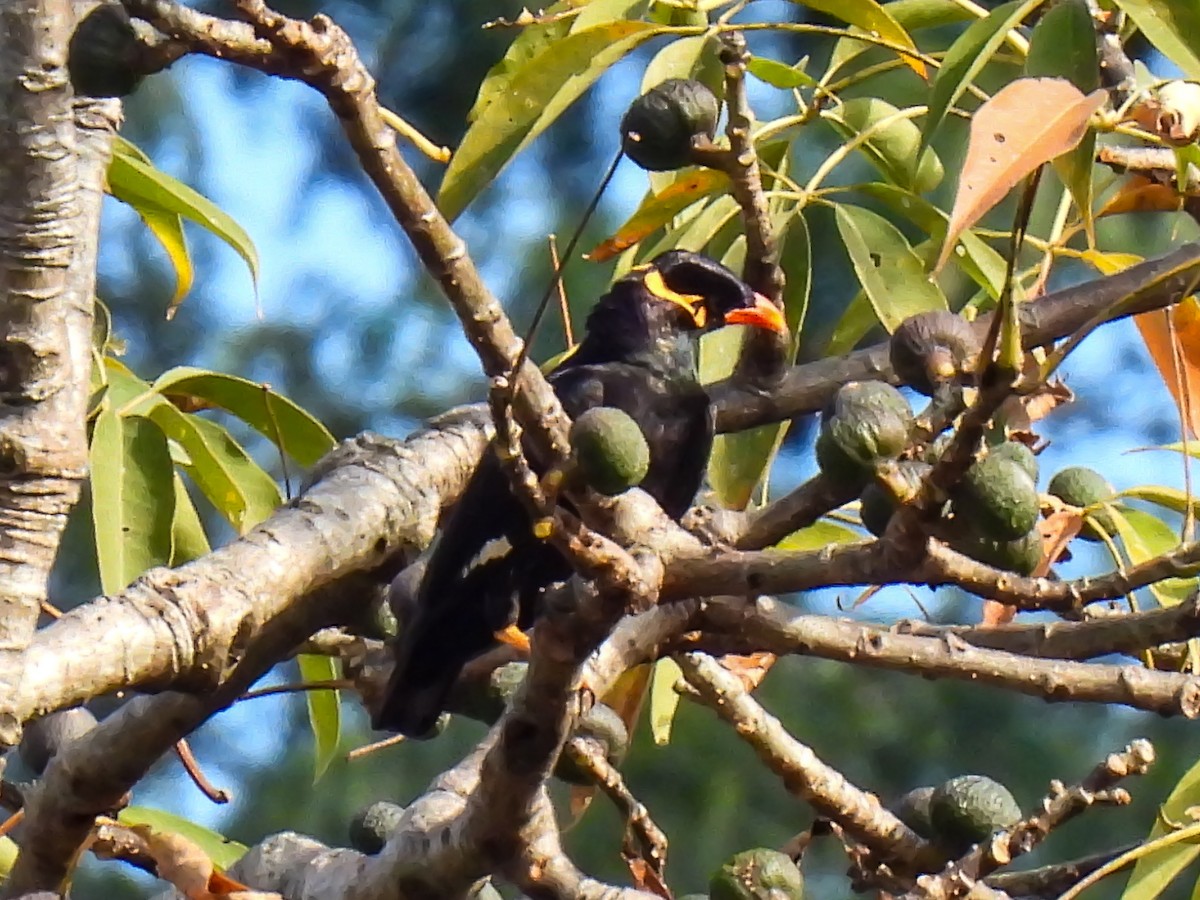 Common Hill Myna - ML628709567