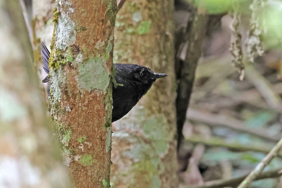 Blackish Tapaculo - ML628709632