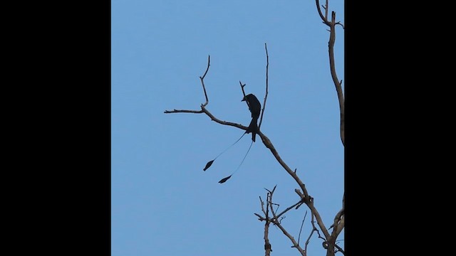 カザリオウチュウ - ML628709775