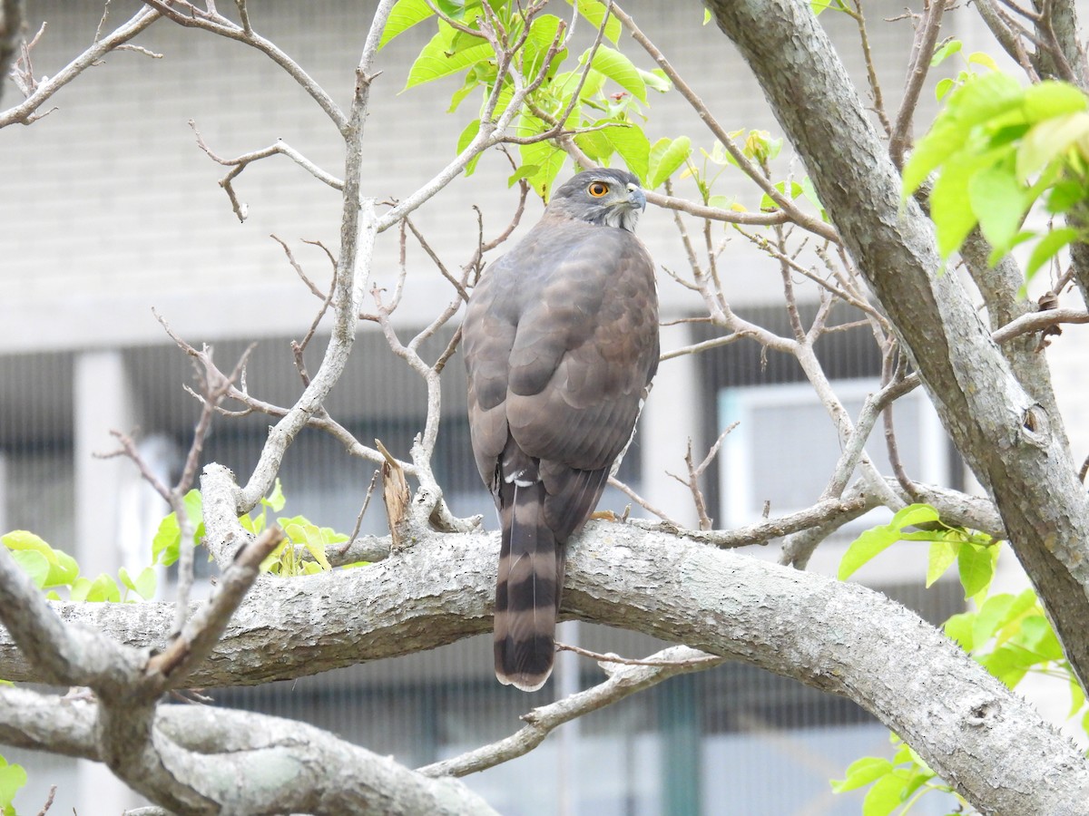 Crested Goshawk - ML628709844