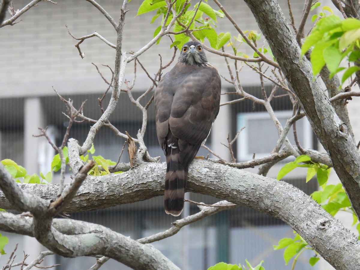 Crested Goshawk - ML628709845