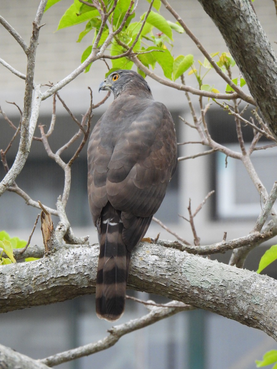 Crested Goshawk - ML628709846