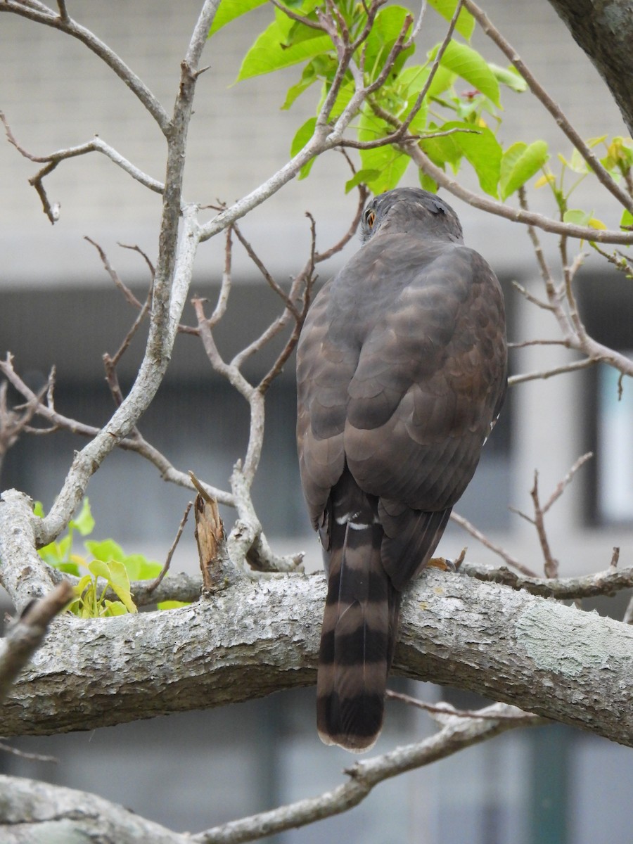 Crested Goshawk - ML628709847