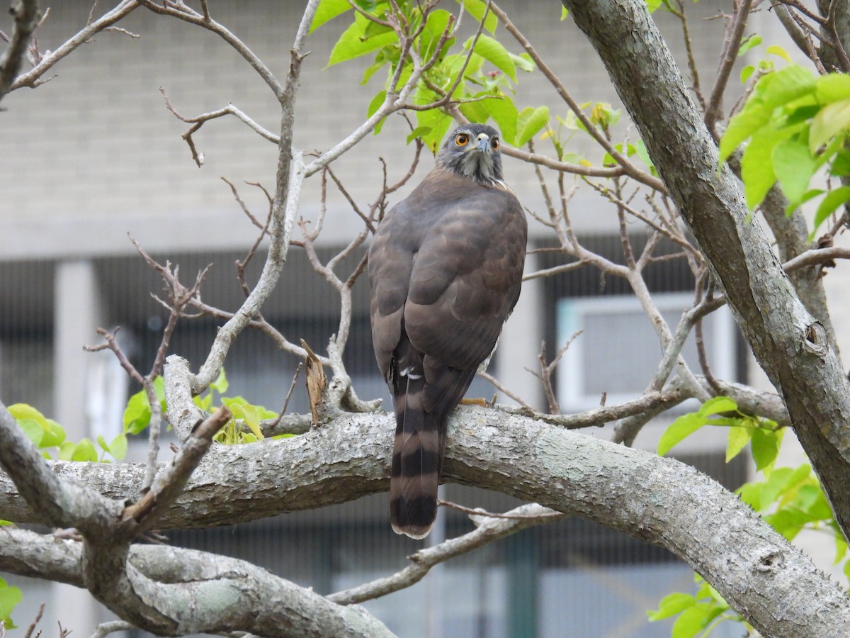 Crested Goshawk - ML628709848
