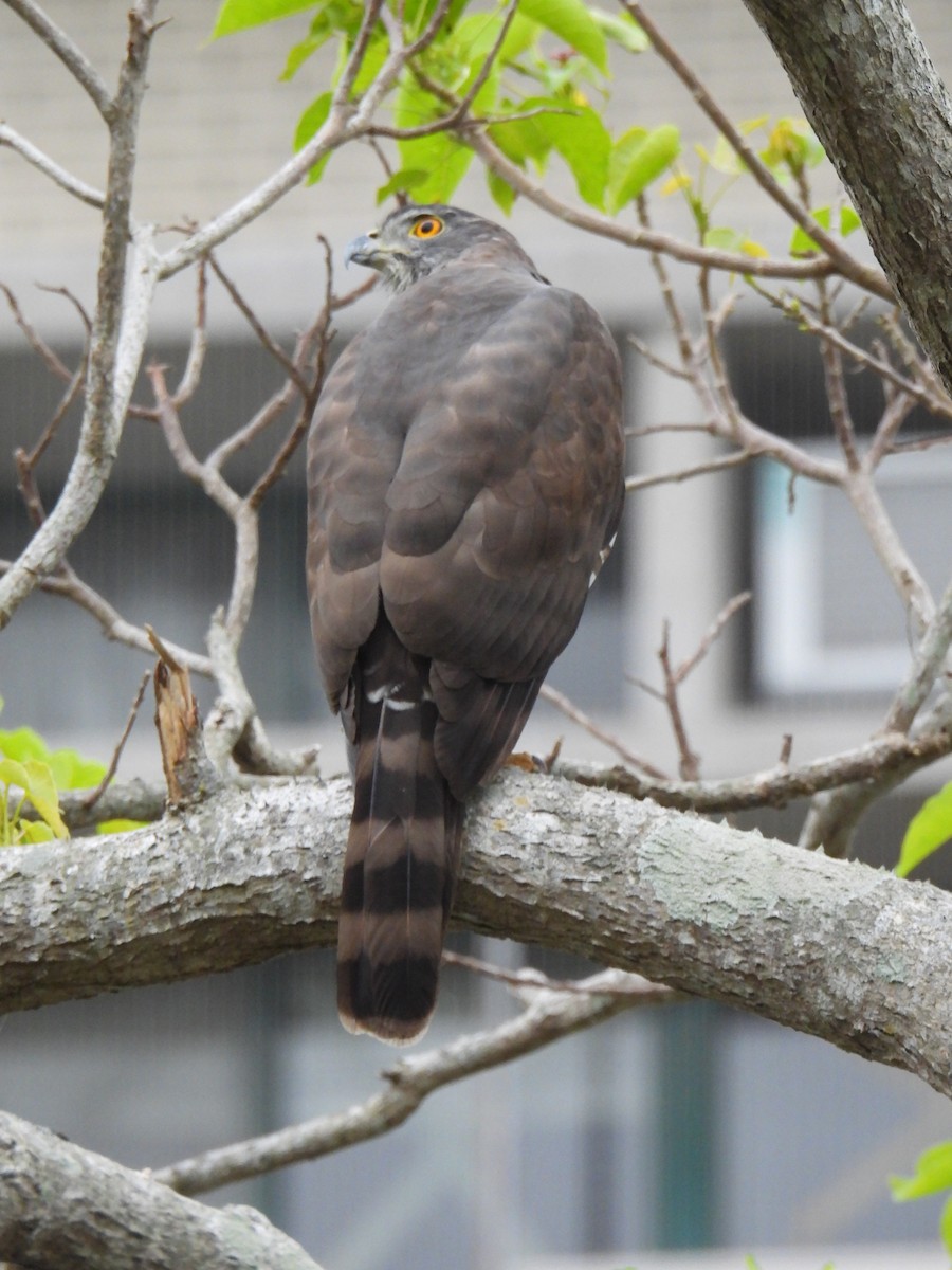 Crested Goshawk - ML628709849
