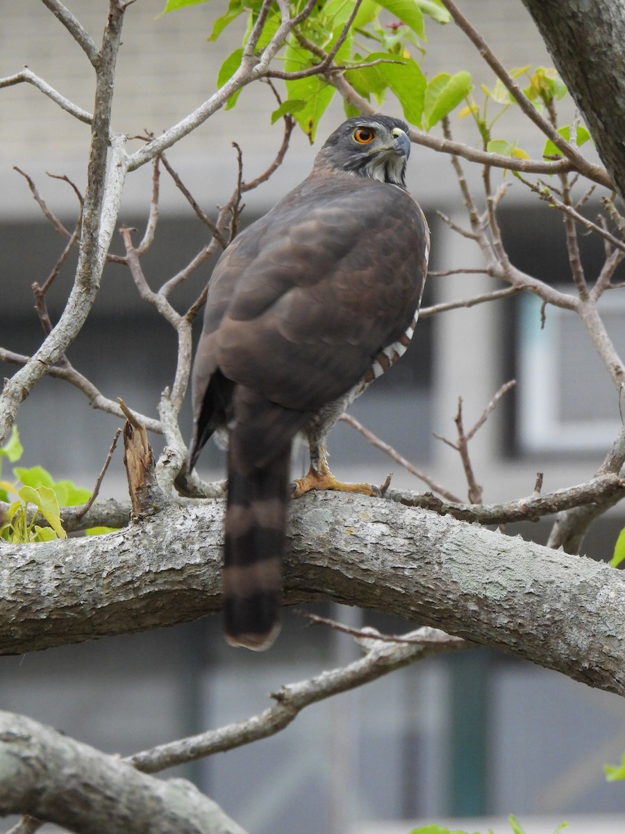 Crested Goshawk - ML628709850