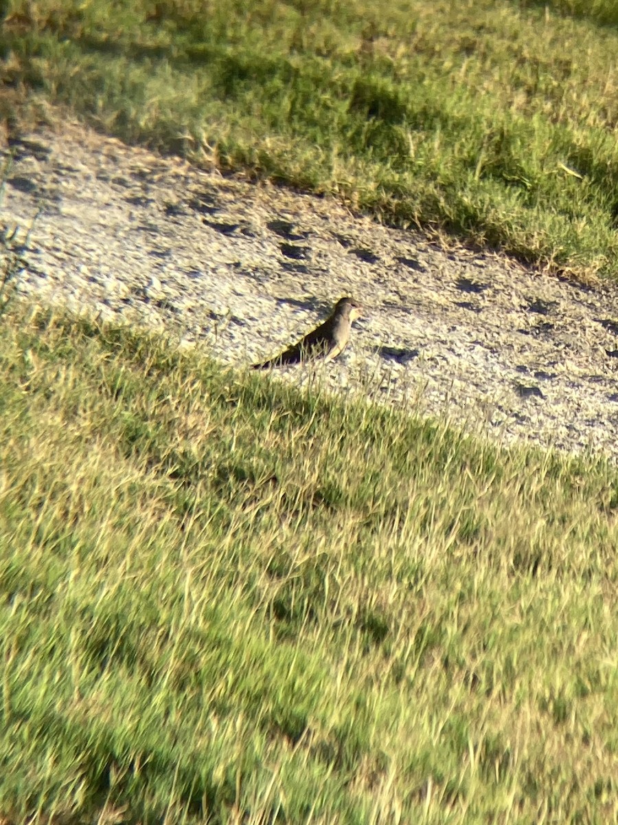 燕鴴 - ML628709884